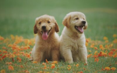 Protect Your Big Dog From Bloat—Why Gastropexy During a Spay or Neuter Just  Makes Sense