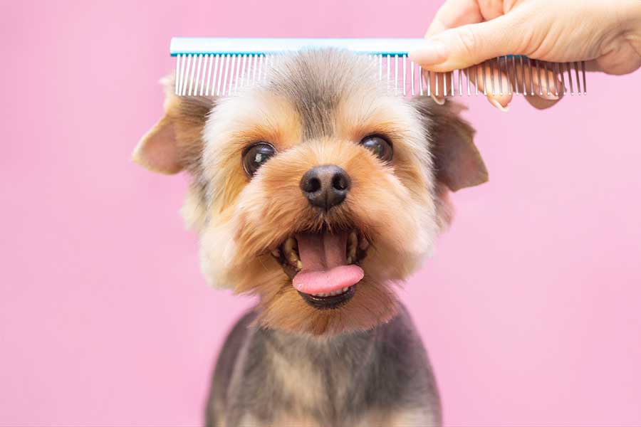 Summer Grooming Tips for Dogs and Cats: Keeping Your Pets Cool and Comfortable