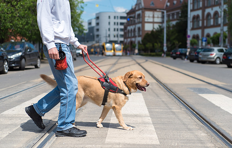 The Evolution of Service Animals: Enhancing Lives in Unexpected Ways