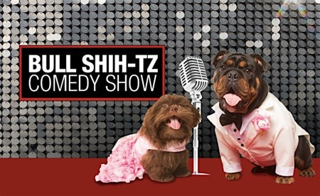 Bull Shih-tz Comedy Show 2025