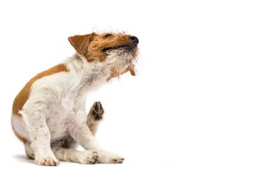 Allergy Season Isn’t Just for Humans: How to Spot Allergies in Your Pet