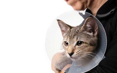 SPAY TODAY – PLAY TOMORROW! Laparoscopic Surgery for Pets: A Safer, Less Painful Option at Healthy Pets of Ohio