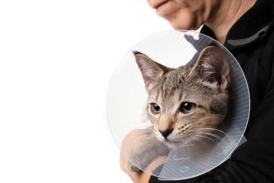 SPAY TODAY – PLAY TOMORROW! Laparoscopic Surgery for Pets: A Safer, Less Painful Option at Healthy Pets of Ohio