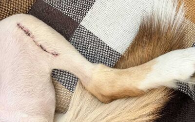 TPLO Surgery for Dogs: Helping Your Pet Walk, Run, and Play Again