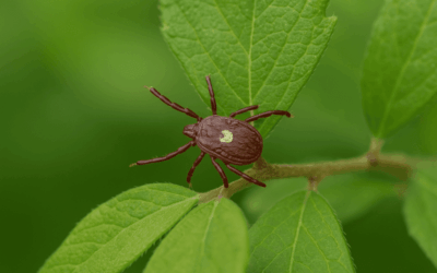 The Lone Star Tick: What It Means for You—and Your Pets