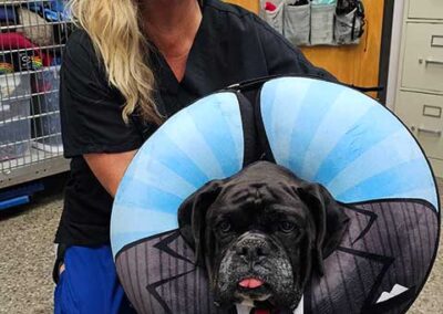 Healthy Pets of Bren-Lor