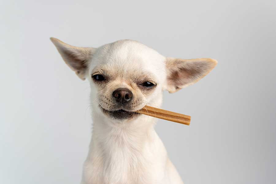 Your Pet Can’t Tell You Their Teeth Hurt – But Their Behavior Can