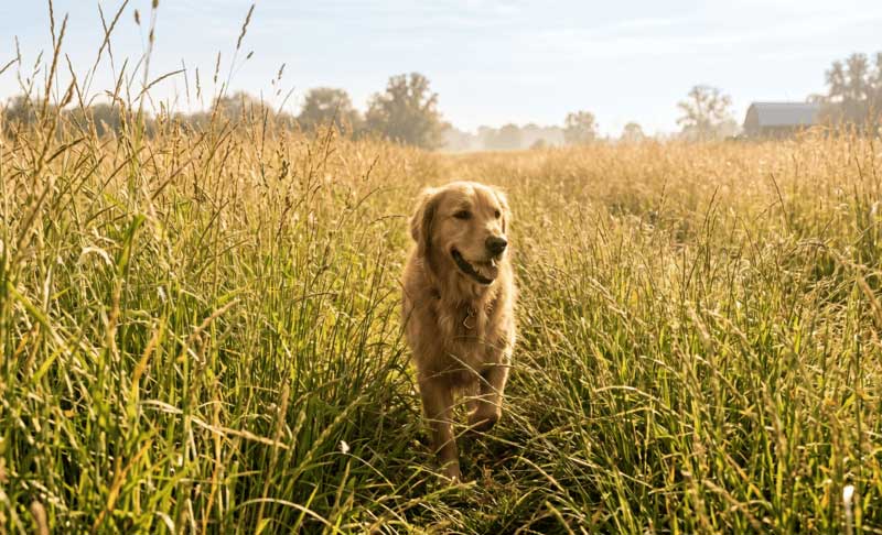 The Summer Parasite Explosion: Why Fleas, Ticks & Mosquitoes Become a Major Problem in Ohio The Summer Parasite Explosion: Why Fleas, Ticks & Mosquitoes Become a Major Problem in Ohio