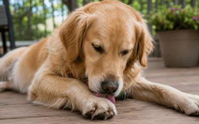 Why Does My Dog Smell Like Corn Chips? The Science Behind “Frito Feet”